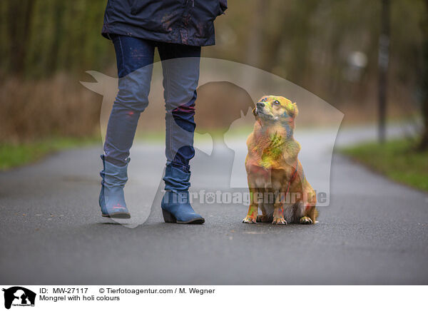 Mischling mit Holifarben / Mongrel with holi colours / MW-27117