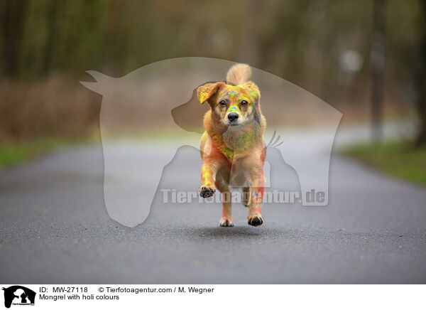 Mischling mit Holifarben / Mongrel with holi colours / MW-27118