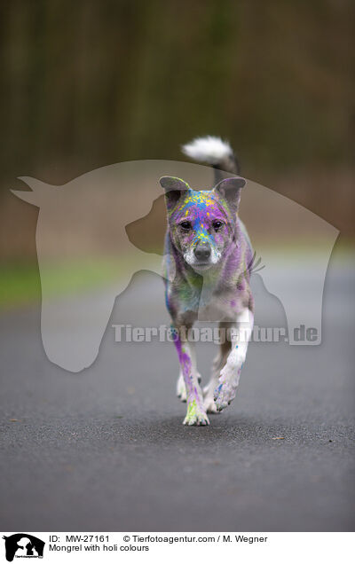 Mongrel with holi colours / MW-27161