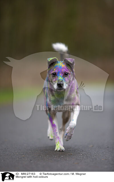 Mongrel with holi colours / MW-27163