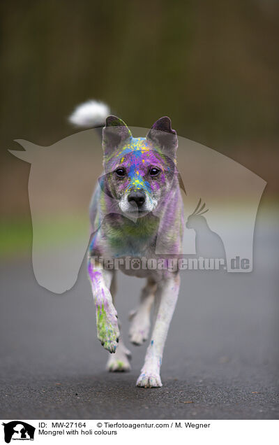 Mongrel with holi colours / MW-27164