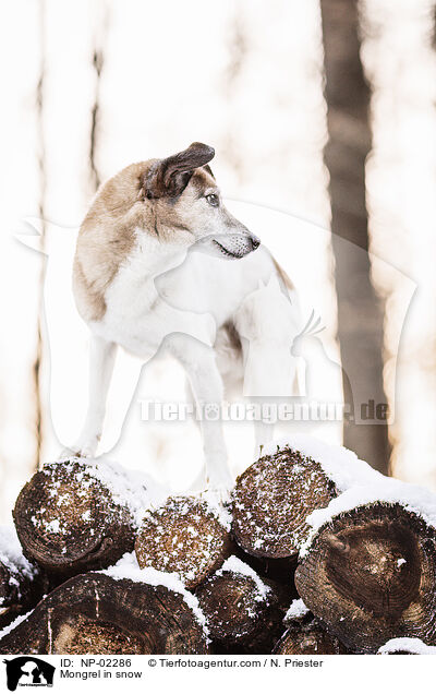 Mischling im Schnee / Mongrel in snow / NP-02286