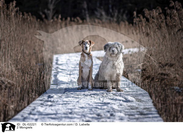 2 Mischlinge / 2 Mongrels / DL-02221