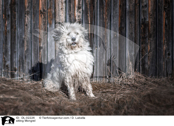 sitzender Mischling / sitting Mongrel / DL-02226