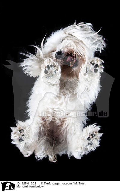 Mischling von unten / Mongrel from below / MT-01002