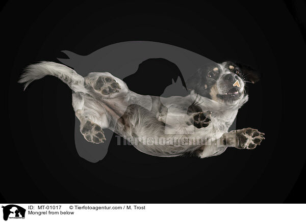 Mischling von unten / Mongrel from below / MT-01017