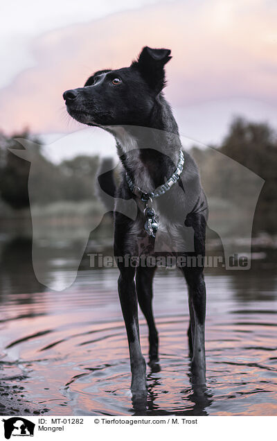 Mongrel / MT-01282
