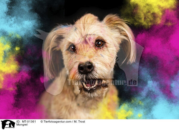Mongrel / MT-01361