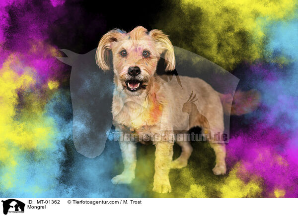Mongrel / MT-01362