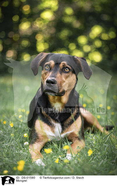 Mischling / Mongrel / DS-01580