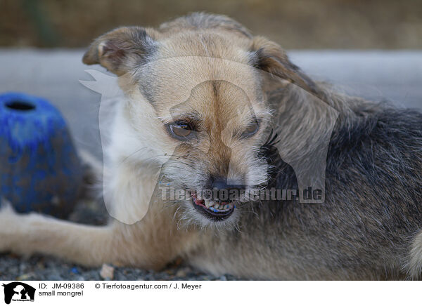 kleiner Mischling / small mongrel / JM-09386