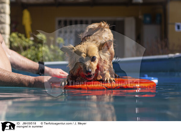Mischling im Sommer / mongrel in summer / JM-09518