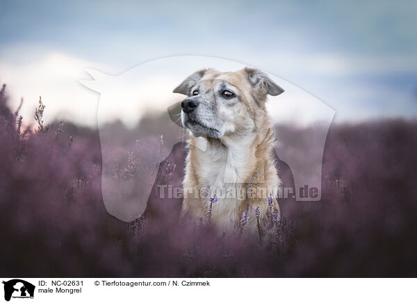 Mischling Rde / male Mongrel / NC-02631