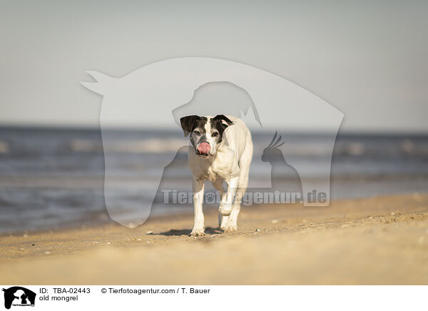 old mongrel / TBA-02443