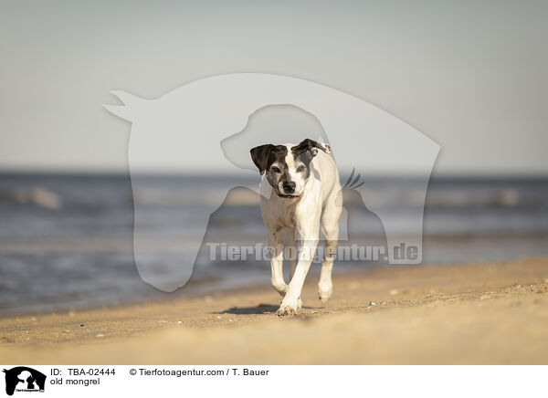 old mongrel / TBA-02444