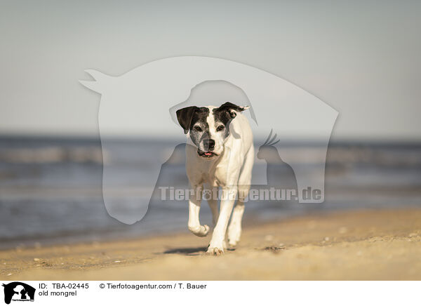 old mongrel / TBA-02445