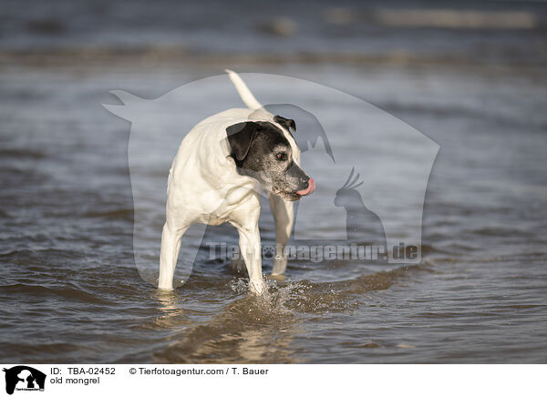 old mongrel / TBA-02452