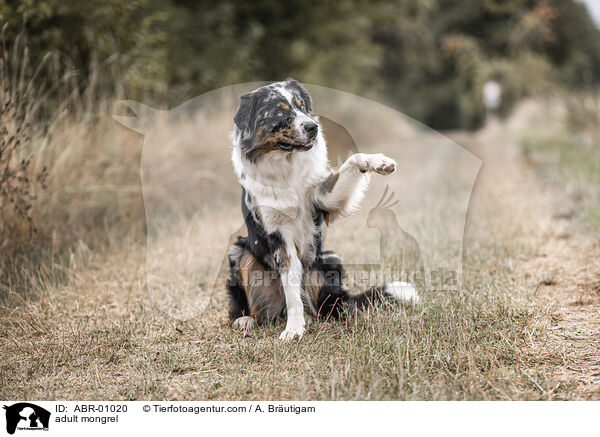 erwachsener Mischling / adult mongrel / ABR-01020