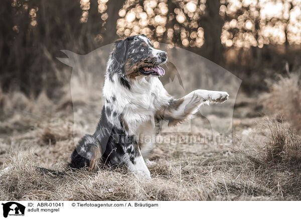 erwachsener Mischling / adult mongrel / ABR-01041