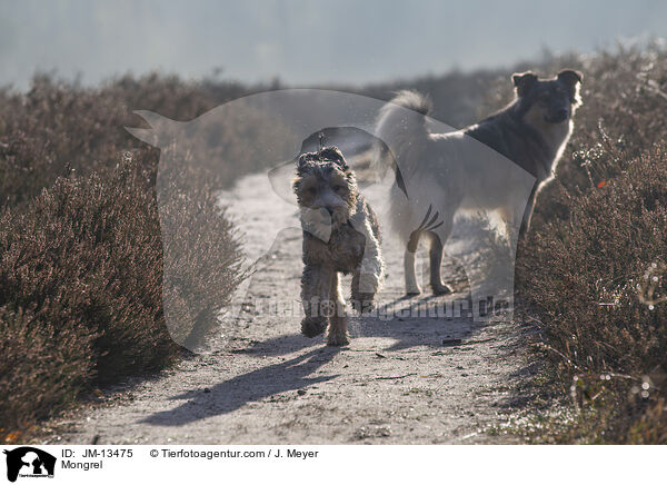 Mischling / Mongrel / JM-13475
