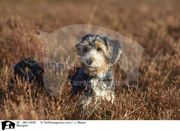 Mischling / Mongrel / JM-13480