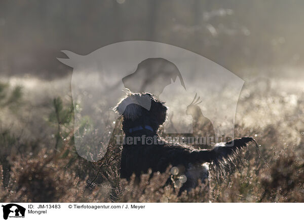 Mischling / Mongrel / JM-13483