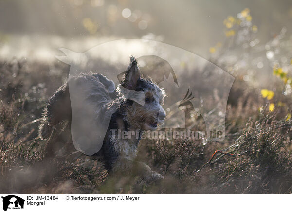 Mischling / Mongrel / JM-13484