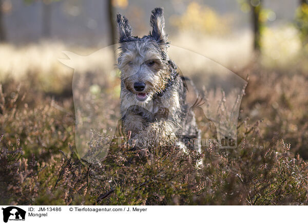 Mischling / Mongrel / JM-13486