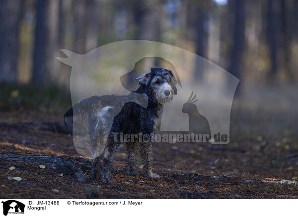 Mischling / Mongrel / JM-13488