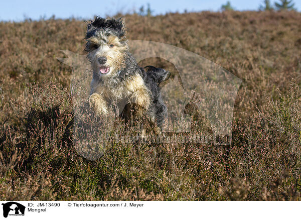 Mischling / Mongrel / JM-13490