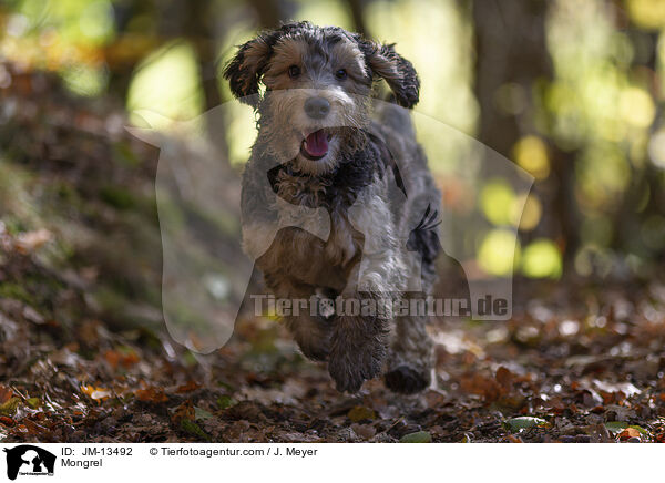 Mischling / Mongrel / JM-13492