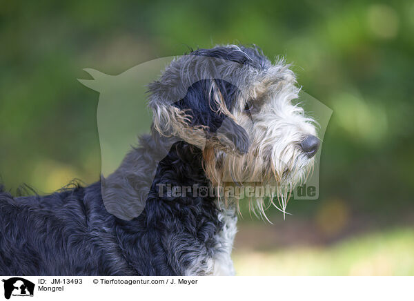 Mischling / Mongrel / JM-13493