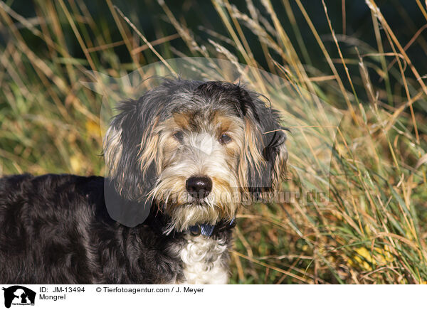 Mischling / Mongrel / JM-13494