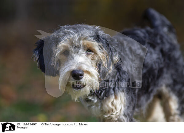 Mischling / Mongrel / JM-13497