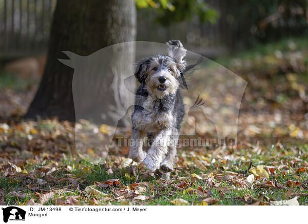 Mischling / Mongrel / JM-13498