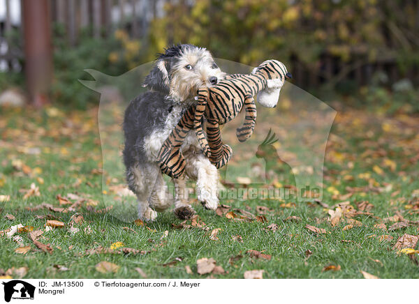 Mischling / Mongrel / JM-13500