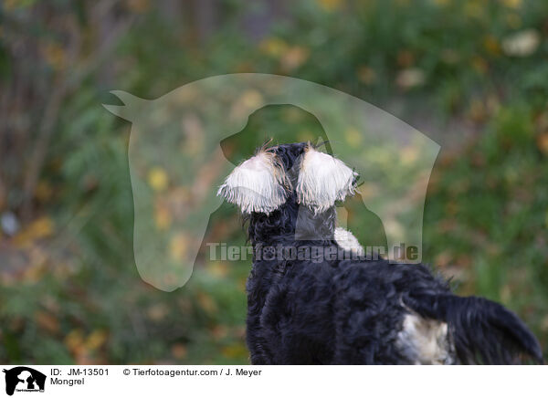 Mischling / Mongrel / JM-13501