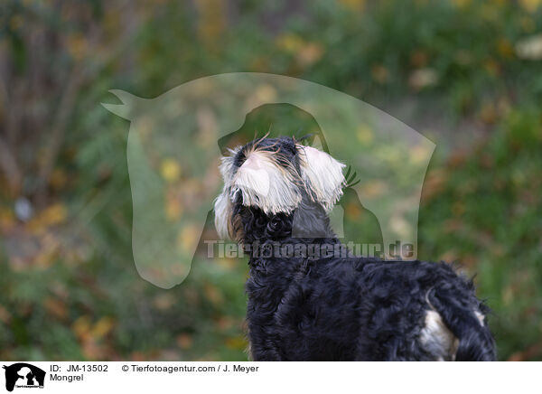 Mischling / Mongrel / JM-13502
