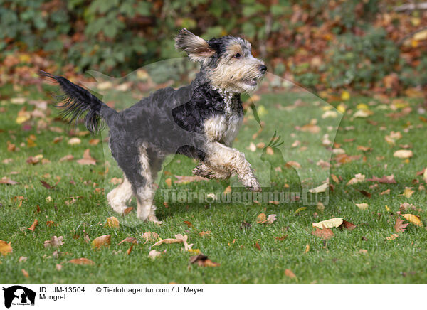 Mischling / Mongrel / JM-13504