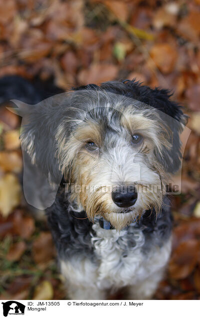 Mischling / Mongrel / JM-13505