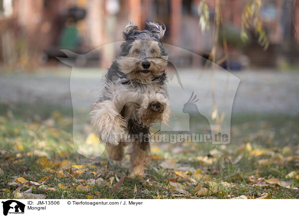 Mischling / Mongrel / JM-13506