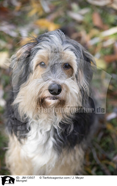 Mischling / Mongrel / JM-13507