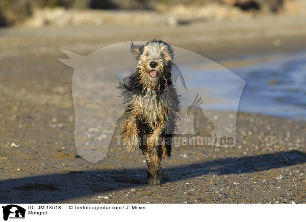 Mischling / Mongrel / JM-13518