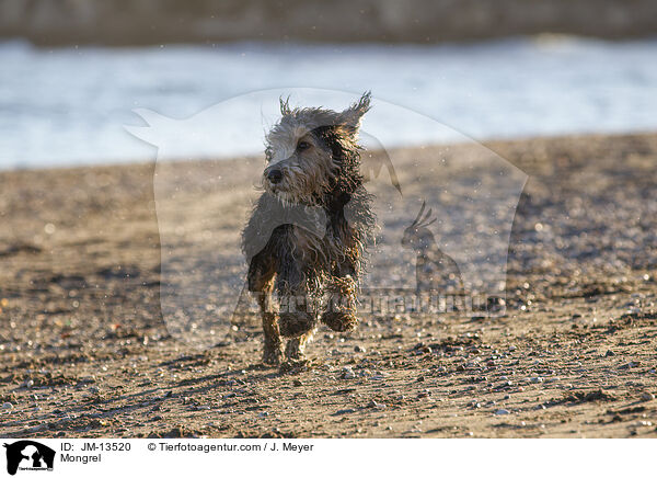 Mischling / Mongrel / JM-13520