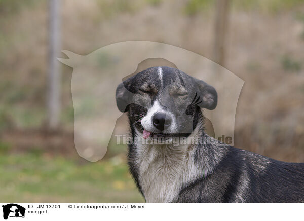 Mischling / mongrel / JM-13701