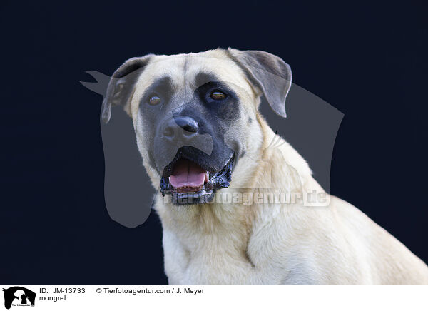 Mischling / mongrel / JM-13733