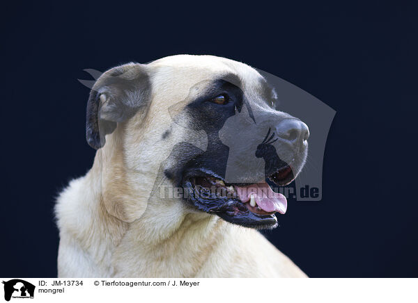 Mischling / mongrel / JM-13734