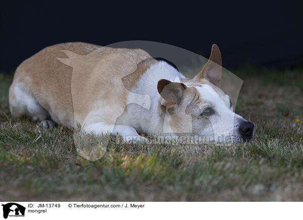 Mischling / mongrel / JM-13749