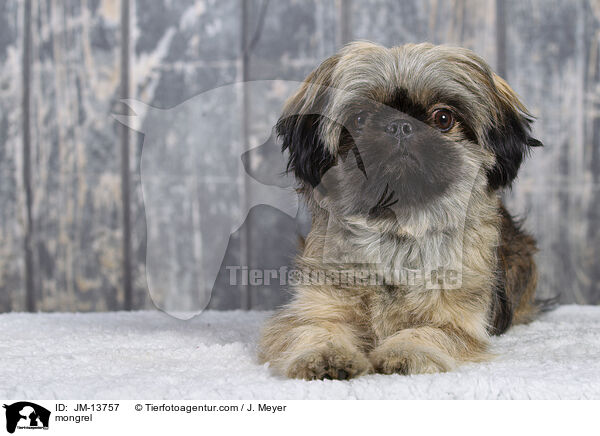 Mischling / mongrel / JM-13757