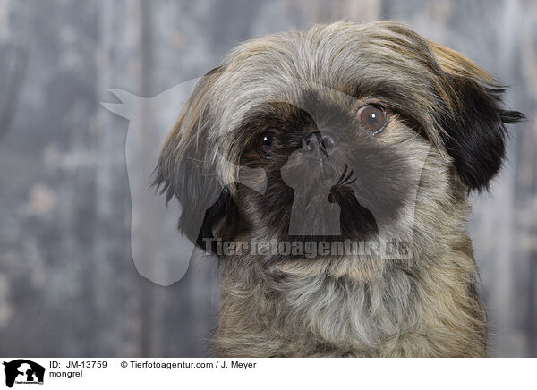 Mischling / mongrel / JM-13759